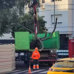 Uno de los árboles caídos en las obras públicas que se realizan en Melilla.