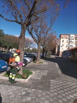 Tarea de desbroce de arbolado en Sevilla.