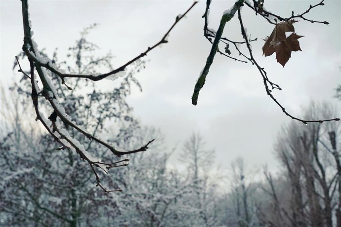 Las ramas de los árboles cubiertas de nieve en un parque de Vitoria, a 18 de enero de 2023, en Vitoria-Gasteiz, Álava, País Vasco (España).