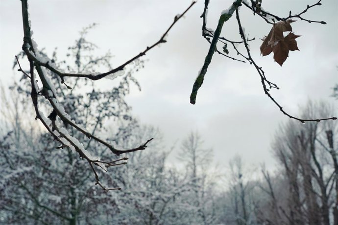 Las ramas de los árboles cubiertas de nieve en un parque de Vitoria, a 18 de enero de 2023, en Vitoria-Gasteiz, Álava, País Vasco (España). La ciudad de Vitoria ha amanecido cubierto de un manto blanco de nieve después de que bajara la cota de nieve a l