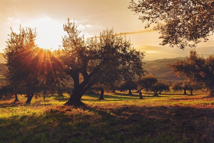 Paisaje de olivos en los campos de la Región de Murcia