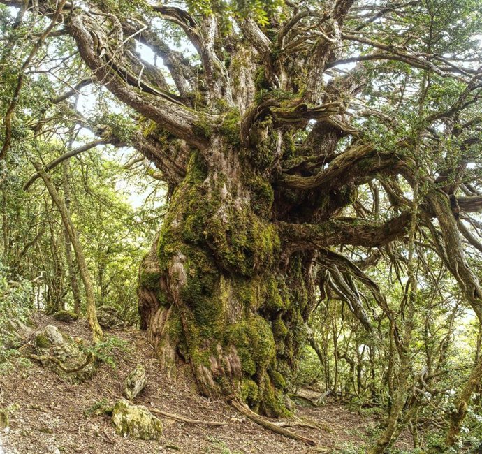 Tejo centenario de Canciá.
