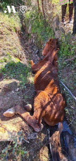 El CPB rescata a un caballo atrapado en una finca en Benaoján
