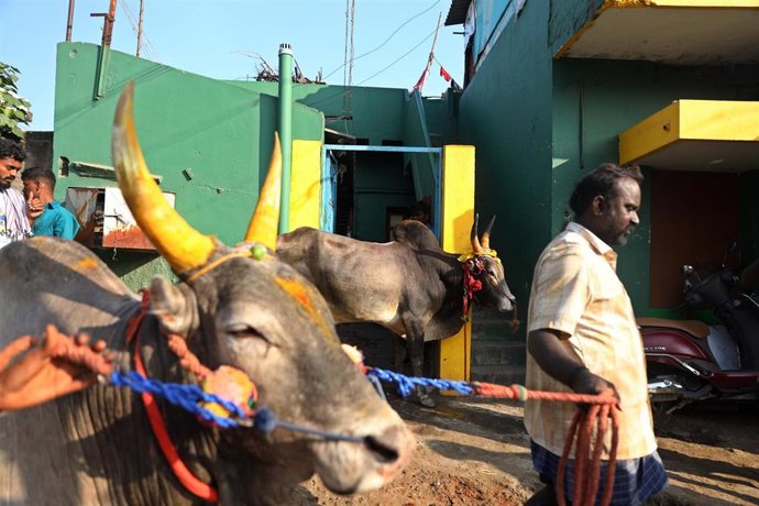 Una vaca india en una imagen de archivo