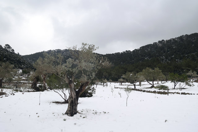 Restos de nieve en la Serra de Tramuntana.