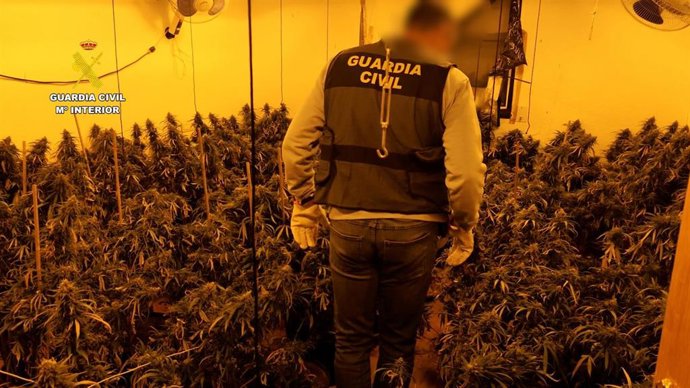 Imagen de una plantación intervenida