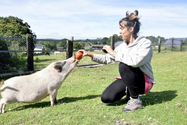 Experimento de atención en cerdos