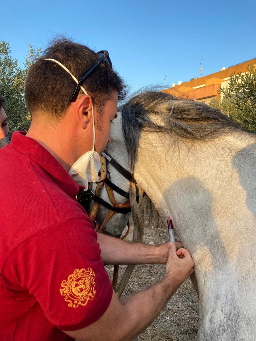 Investigadores de la CEU UCH durante la toma de muestras a los caballos participantes en competiciones de tiro y arrastre.