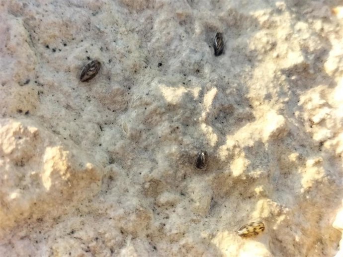 Imagen de mejillones cebra