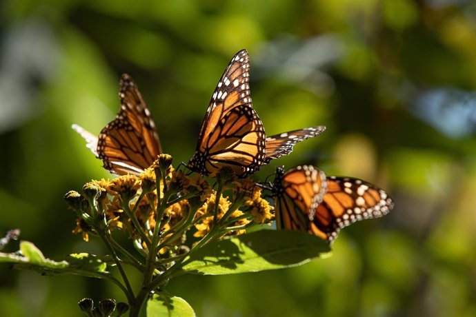 Archivo - Mariposa monarca, uno de los atractivos turísticos de Michoacán (México)