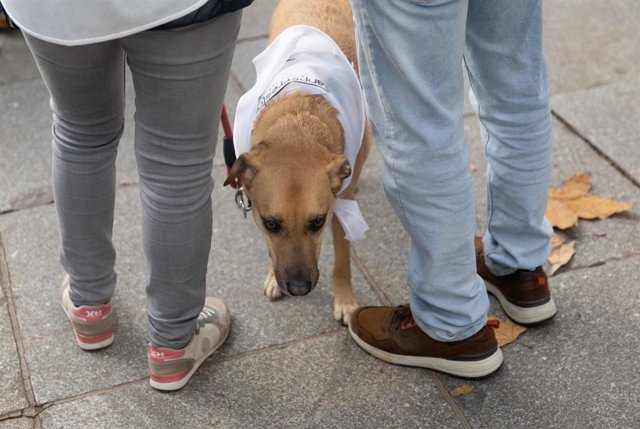 Imagen de archivo de dos personas con un perro por la calle.