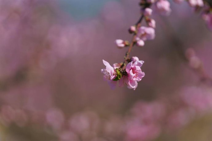 Archivo - La flor de un árbol frutal.