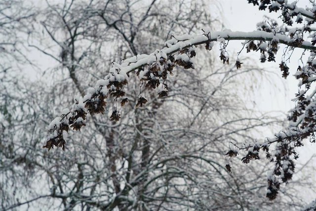 Las ramas de los árboles cubiertas de nieve en un parque.