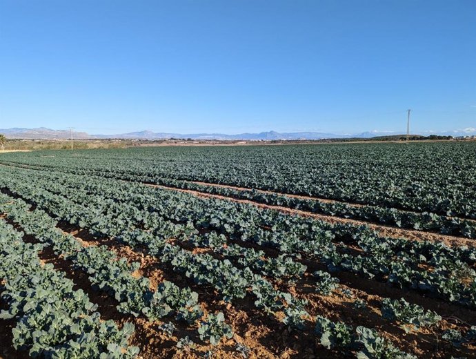 Campos de cultiu a Santa Pola en els quals l'Ajuntament de Santa Pola preveu aprovar la construcció de 5.000 vivendes i tres camps de golf