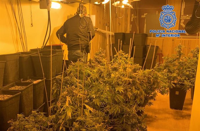 Parte de las plantas de marihuana halladas en el interior de la vivienda