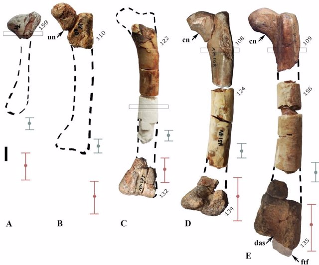 Un nuevo estudio sobre un dinosaurio enano descubierto en Burgos desvela una compleja evolución de la especie.
