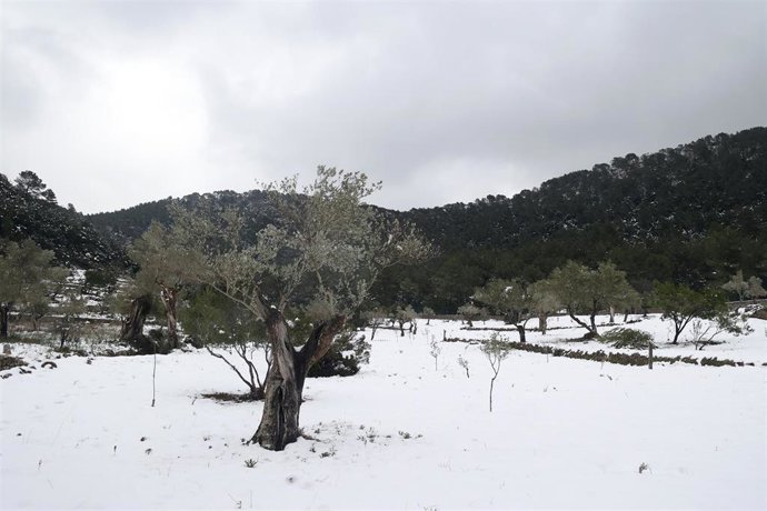 Restos de nieve en en la Serra de Tramuntana.