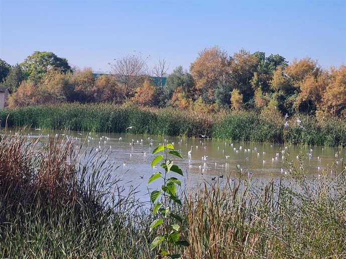 Laguna Fuente del Rey, en Dos Hermanas (Sevilla).