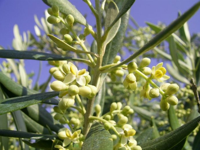 Archivo - Olivo en floración