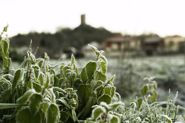 Vegetación afectada por las heladas en el concello de Sandiás, a 24 de enero de 2023, en Ourense, Galicia (España). 