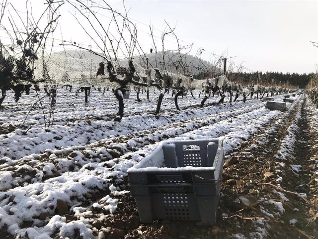 Bodegas Vivanco ha realizado su denominada vendimia invernal de su vino dulce