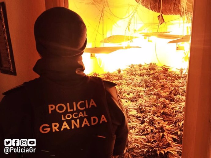 Plantación de marihuana en una vivienda de la Chana