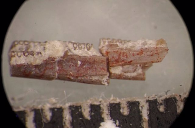 Fotografía microscópica de una mandíbula inferior de Funcusvermis gilmorei poco después de ser recuperada durante la clasificación microscópica de sedimentos del yacimiento fósil de Thunderstorm Ridge.