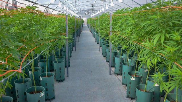 La producción de cannabis en forma industrial y para uso medicinal recibirá apoyo oficial.