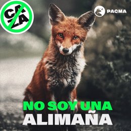 Zorro, protagonista de la campaña del PACMA contra la caza.