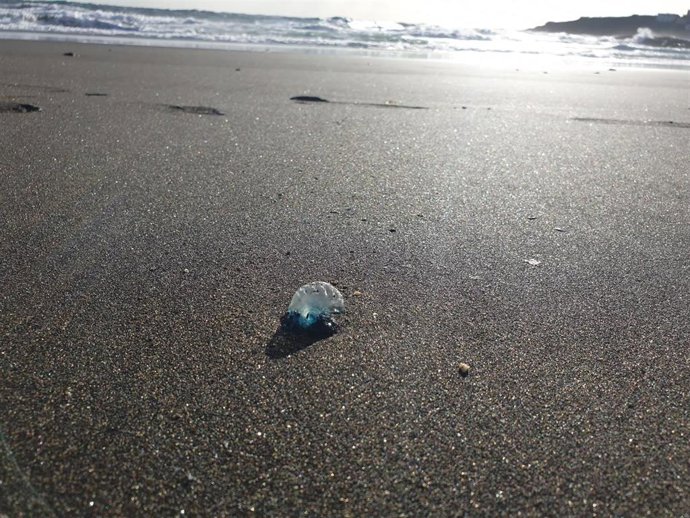 Archivo - Un ejemplar de aguaviva en una playa de Telde (Gran Canaria)
