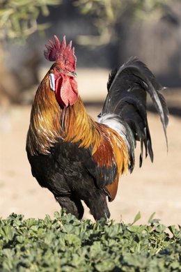 Archivo - Un ejemplar de gallina utrerana.