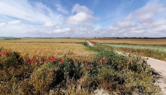Campo de cereal con ribazos de plantas silvestres.
