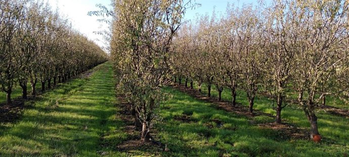 Foto adjunta de olivar en seto con cubierta vegetal entre las calles de cultivo, en una de las fincas que estudia el proyecto.
