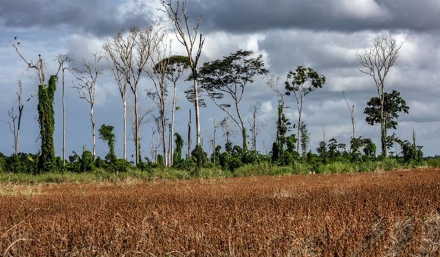Fotografía tomada en 2019, cuatro años después de que un incendio afectara a este fragmento de bosque, que anteriormente también se había visto afectado por múltiples perturbaciones antropogénicas, como talas selectivas, efectos de borde e incendios.