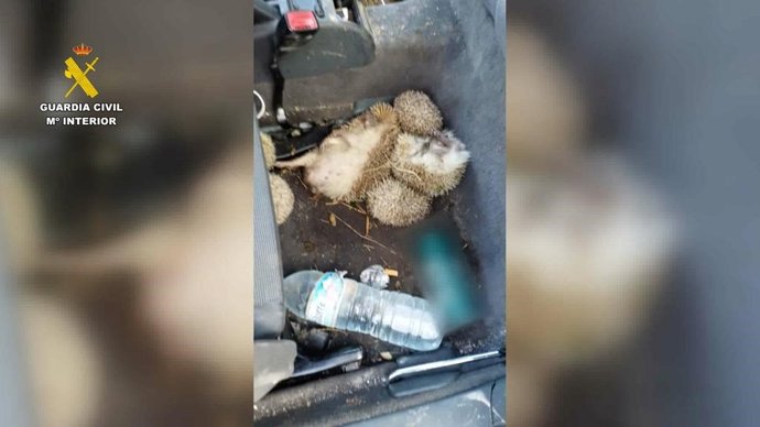 Caza ilegal de erizos