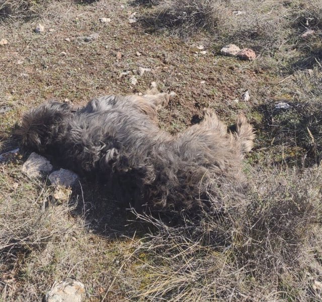 Pacma solicita prisión para un cazador acusado de matar de un tiro a un perro en la Sierra de Baza (Granada)