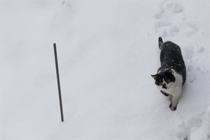 Un gato camina por la nieve, a 26 de enero de 2023, en Pedrafita do Cebreiro, Lugo, Galicia (España). 