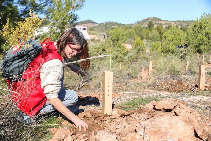 Ndp Cruz Roja Reforesta 10 Hectáreas Con Más De 5.000 Árboles Autóctonos En La Sierra De Las Nieves