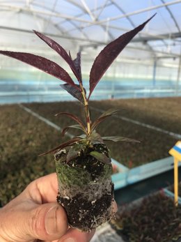 El portainjerto PILOWRED permite plantaciones más sostenibles y eficientes y mayor adaptación al cambio climático.