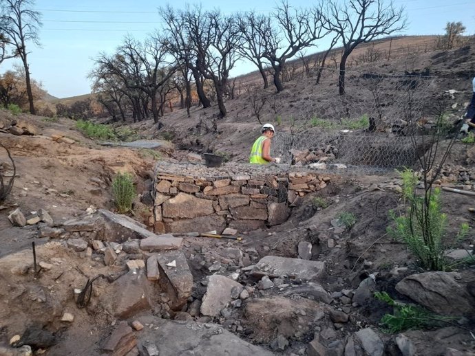 Labores de plantación de encinas y alcornoques en la zona afectada por el incendio del verano en Miravete.