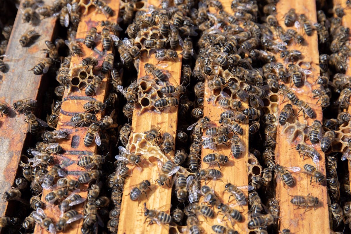Colmenas de abejas son tan valiosas para la agricultura de