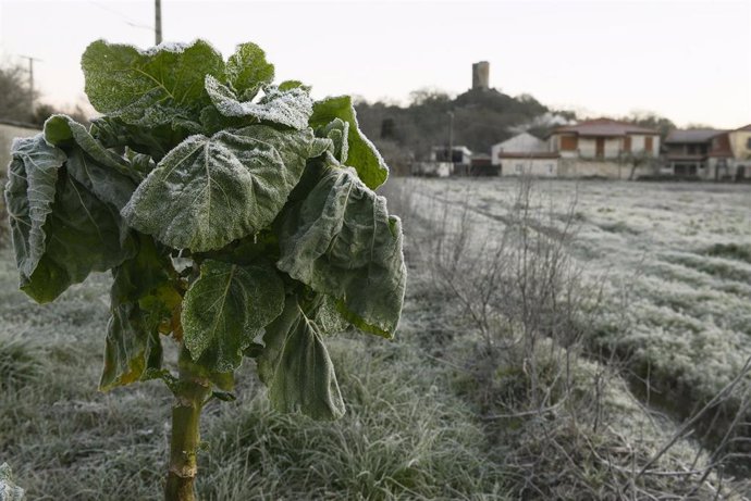 Vegetación afectada por las heladas en el concello de Sandiás, a 24 de enero de 2023, en Ourense, Galicia.