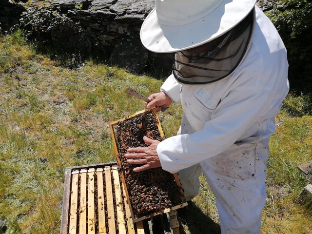 Archivo - Un apicultor trabajando con sus colmenas