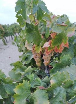 Detalle de la uva palomino en una viña del Marco de Jerez