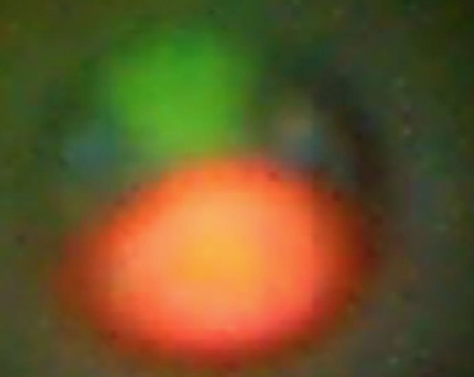 Esta imagen microscópica fluorescente de un Medakamo hakoo muestra un cloroplasto (rojo), un núcleo (verde) y un citoplasma (azul) en la célula del alga.