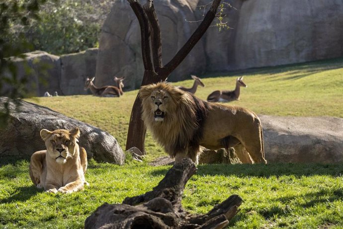 Leones en Bioparc