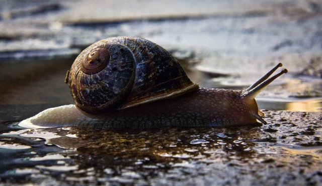 El moco de caracol ha sido utilizado para un nuevo adhesivo para tratar heridas