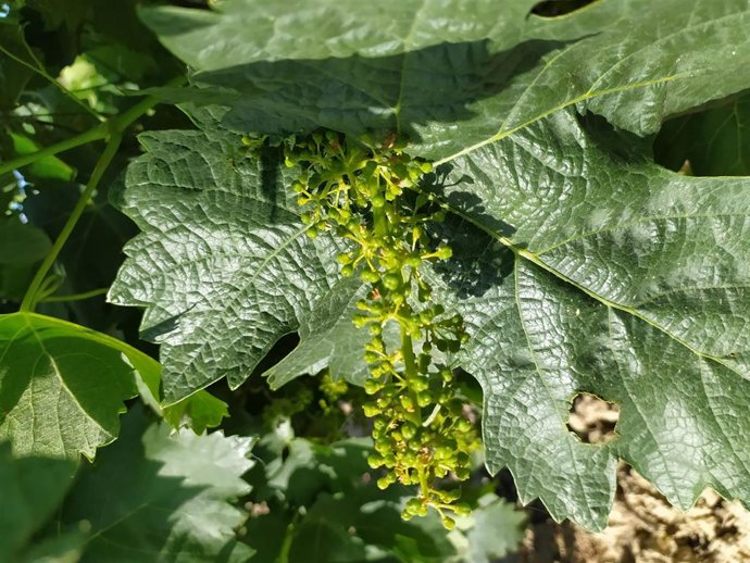 Archivo - Viñedo de Álava