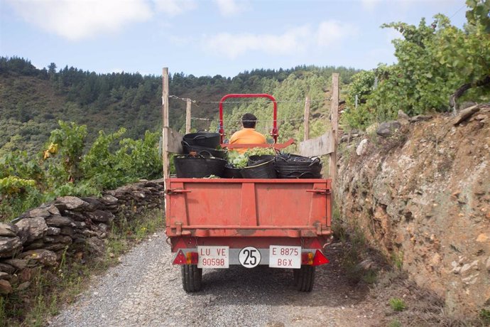 Archivo - El tractor de la familia Rodríguez Guntiñas se dirige de vuelta a la bodega cargado de uva, a 18 de septiembre de 2021, en Vilachá de Salvadur, A Pobra de Brollón, Lugo, Galicia, (España). En la aldea de Vilachá de Salvadur, los viticultores y