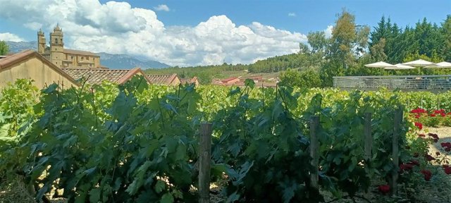Archivo - Viñedos en la Rioja Alavesa
